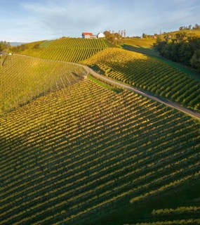Aerial view of vineyards in the morning light