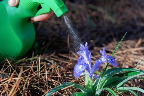 Sprayer spraying water on a purple orchid in the field