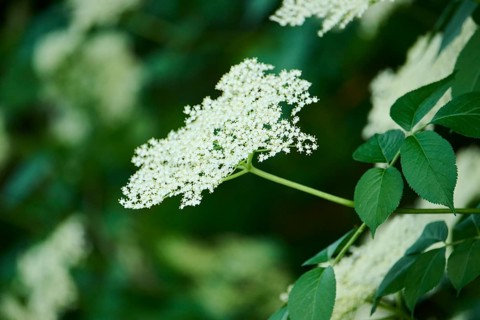 European elder