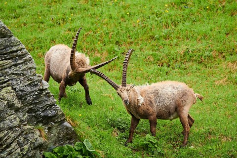Alpine ibex