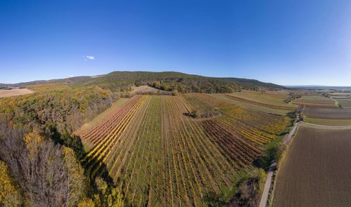 Aerial view of autumn vineyards