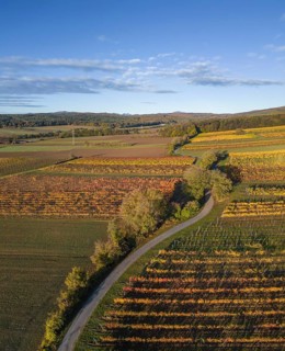 Aerial view of autumn vineyards