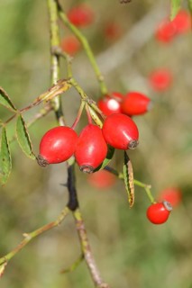 Ripe rosehip fruit of the dog rose