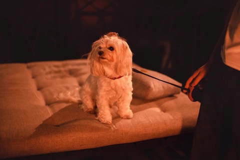 Image of a Maltese lapdog in a night bar with a fiery heater in the background