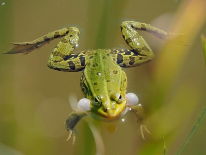 Pool frog