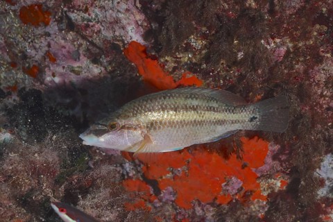 East atlantic peacock wrasse