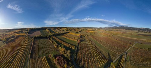 Aerial view of autumn vineyards