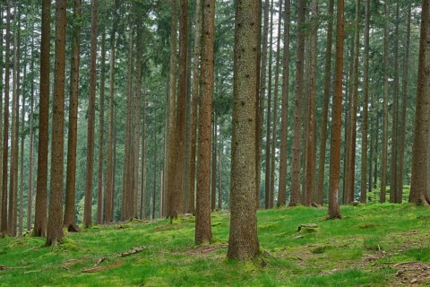 Fir forest with moss-covered ground and natural light
