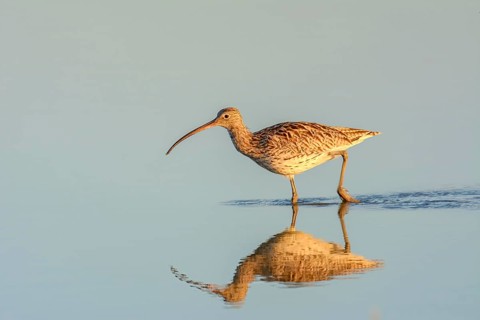 A shorebird wading in calm water with its reflection visible during golden hour