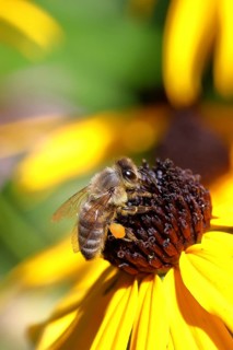 European honey bee