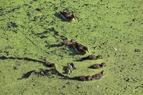 Family of free-ranging brown-headed ducks