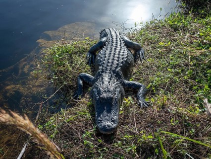 Alligator