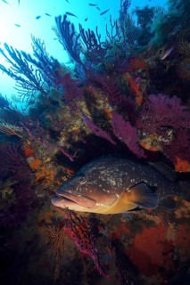 Dusky grouper