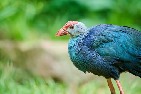 Western swamphen