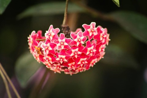 Star-like red