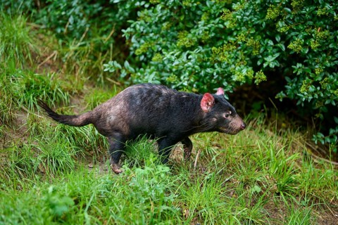 Tasmanian devil