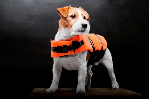 Pedigreed Jack Russell in the costume of a lifeguard Malibu stands on a pedestal in the studio.