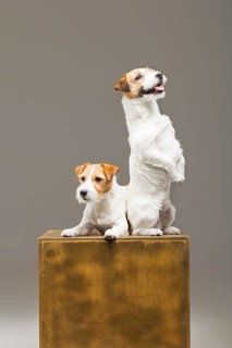Two purebred jack russell posing in a studio.