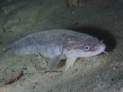 Burbot