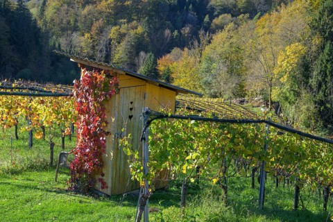 Outhouse in the vineyard