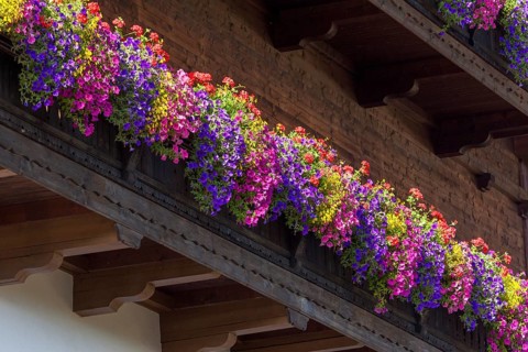 Summer flowers