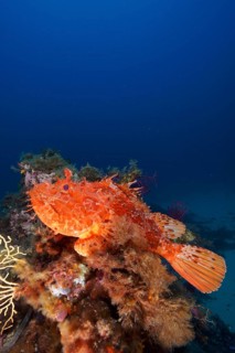 Large red scorpionfish