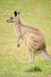 Western grey kangaroo