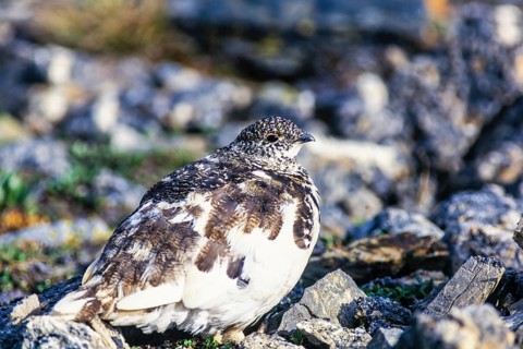 White-tailed ptarmigan