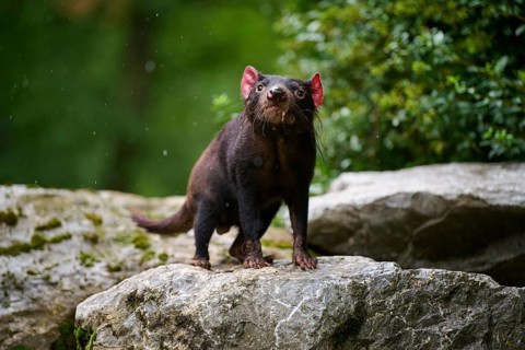 Tasmanian devil