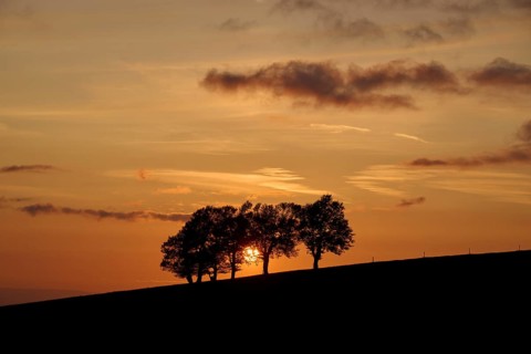 Wind beeches at sunset in spring