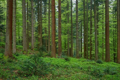 Dense fir forest with moss-covered ground and natural light