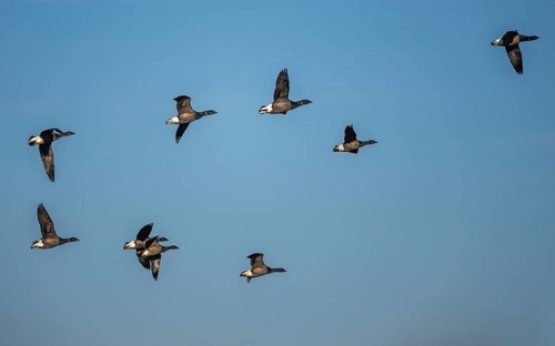 Brent Goose