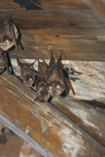 Lesser horseshoe bat