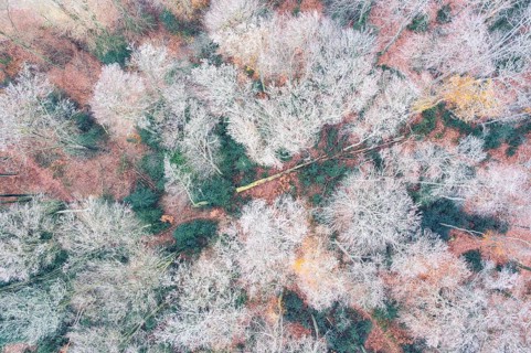 Common beech