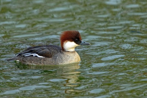 Smew