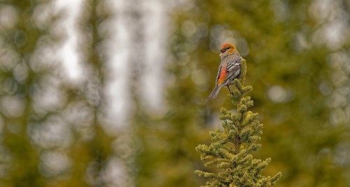 Pine grosbeak