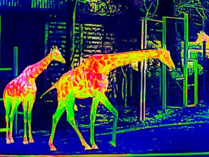 Giraffes in the zoo
