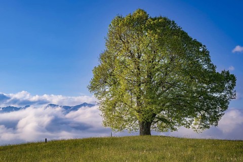 Peace lime tree