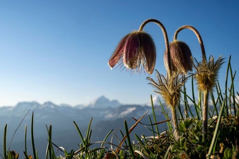 Alpine pasqueflower