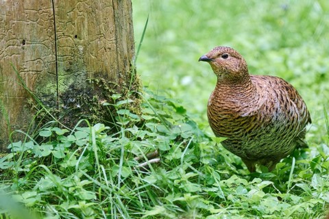 Black grouse