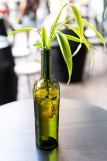 (Dracaena) seedling with roots in bottle of water. Botanical background
