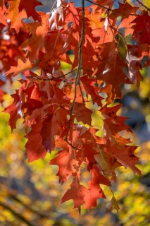 Autumnal discoloured leaves of the northern red oak