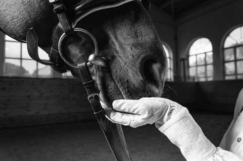 Image of a rider's hand in a glove. The jockey feeds the horse. Close up portrait.