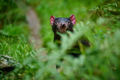 Tasmanian devil