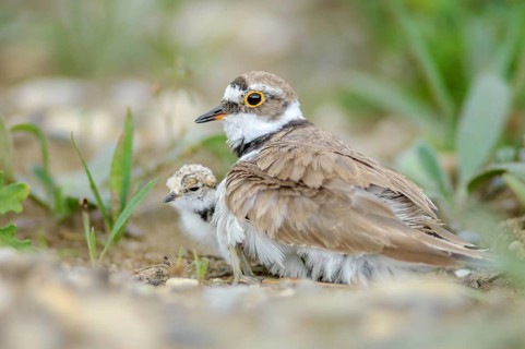Little Ringed Plover