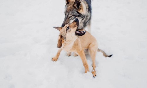 Siberian husky plays with another dog in the snow at a shelter for homeless animals