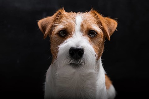 Purebred Jack Russell is lying on a pedestal in the studio and looking at the camera.