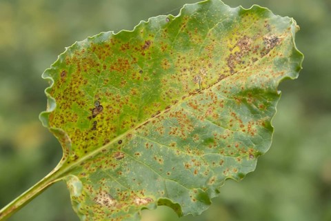 Sugar beet
