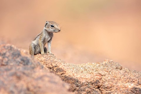 Barbary ground squirrel