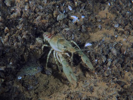 Crayfish